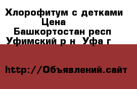 Хлорофитум с детками › Цена ­ 200 - Башкортостан респ., Уфимский р-н, Уфа г.  »    